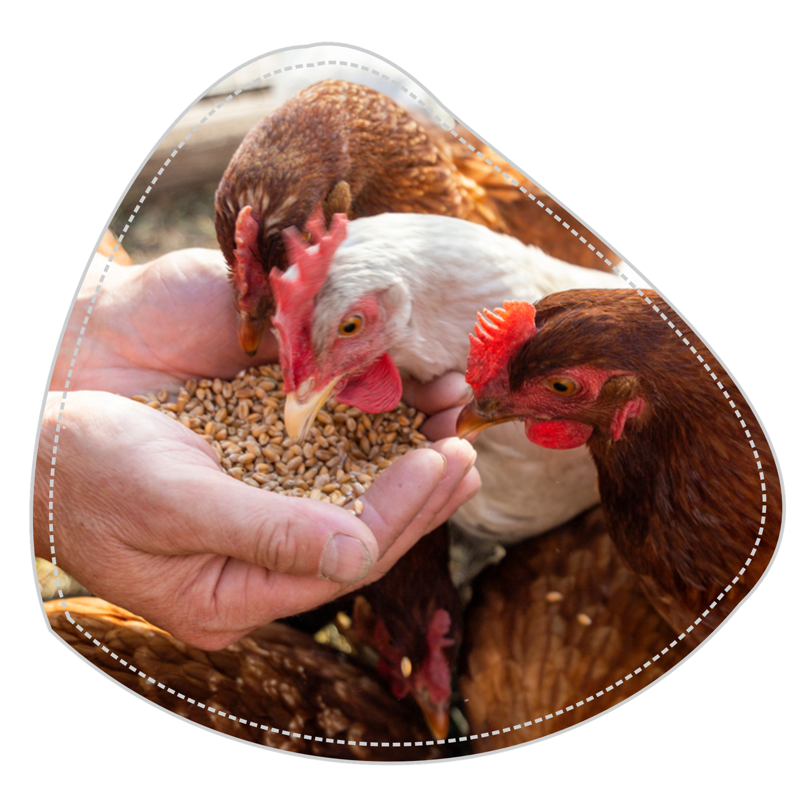 Best veterinary pharma companies in India