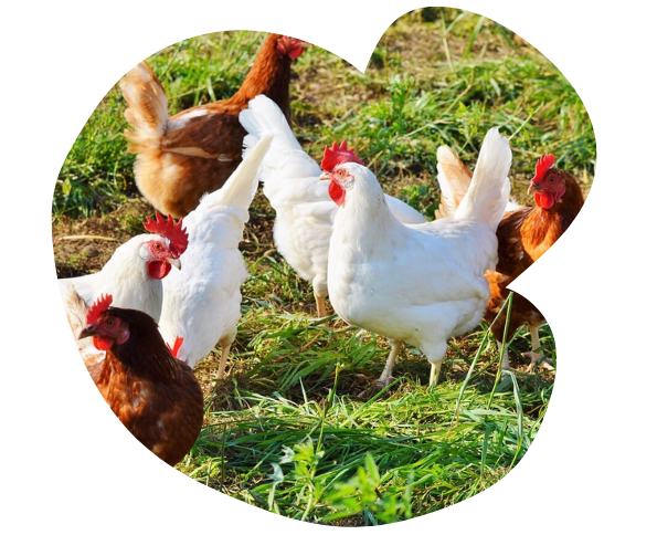 Animal health solutions provider