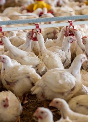 About Innocare Animal Health