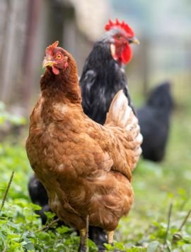 Trusted veterinary pharma companies India