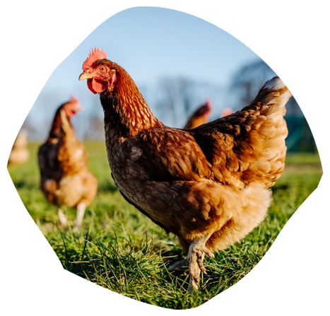 Animal health solutions